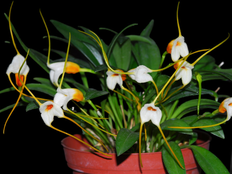 Masdevallia chuspipatae