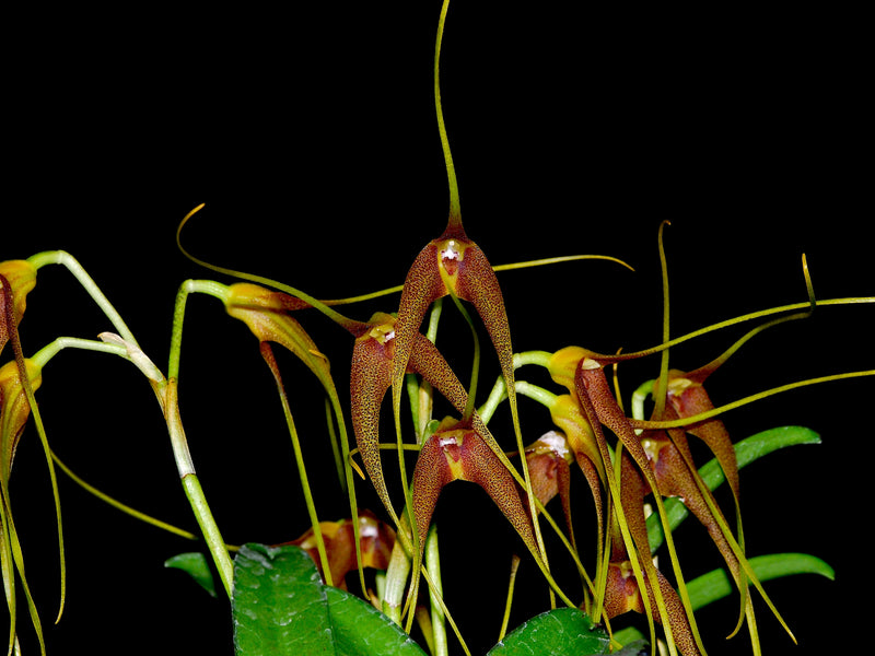 Masdevallia cinnamomea