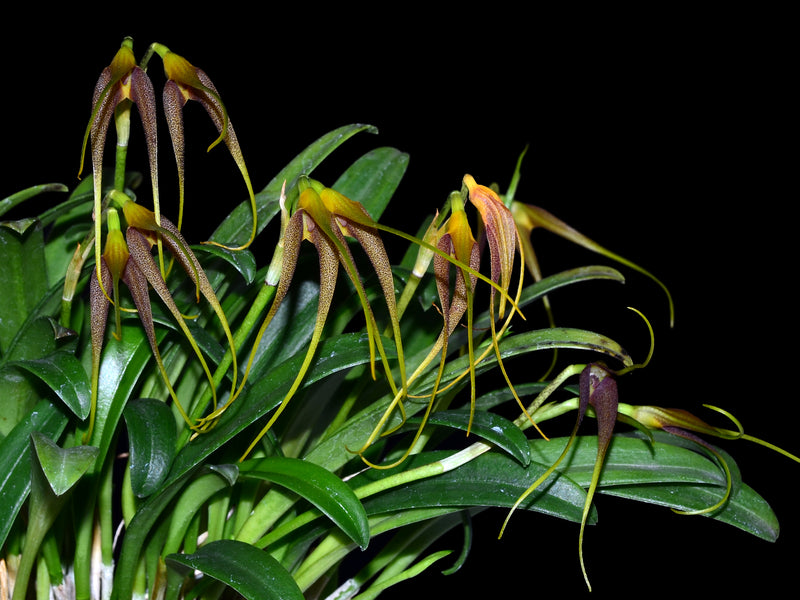 Masdevallia cinnamomea