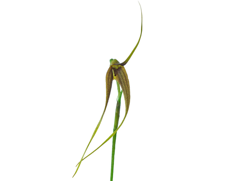 Masdevallia cinnamomea