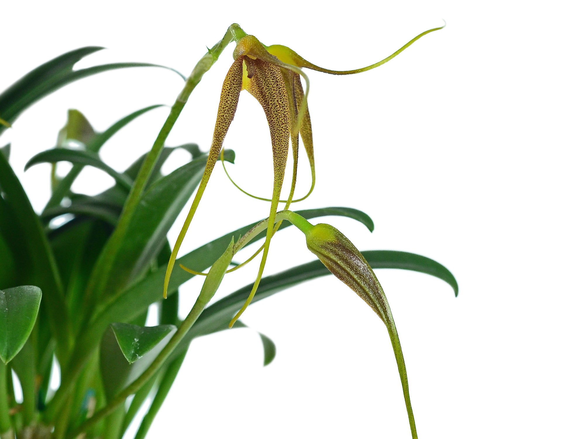 Masdevallia cinnamomea