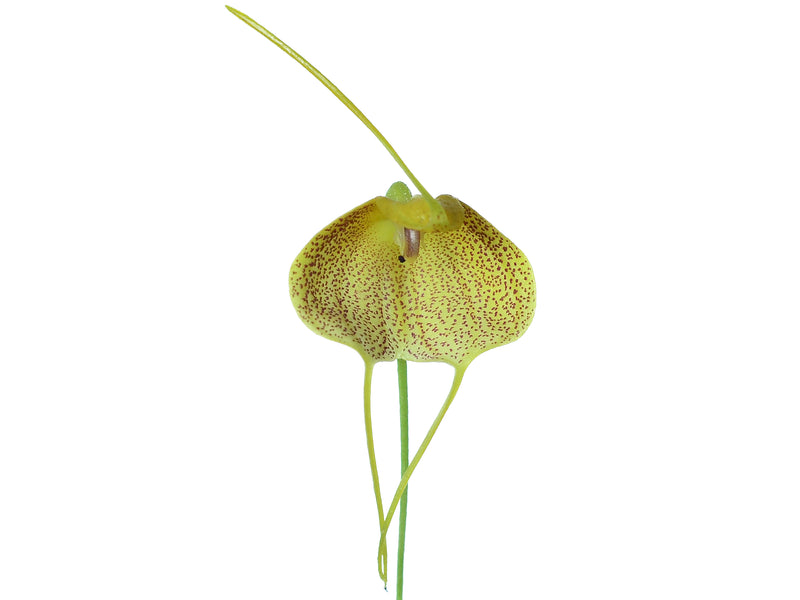 Masdevallia citrinella