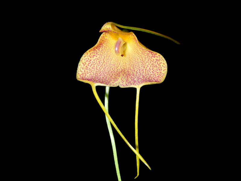 Masdevallia citrinella