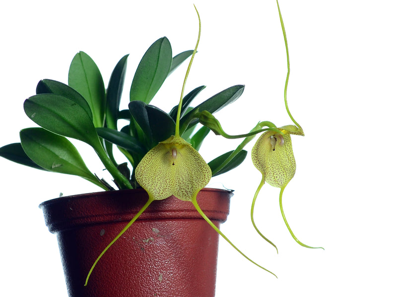 Masdevallia citrinella