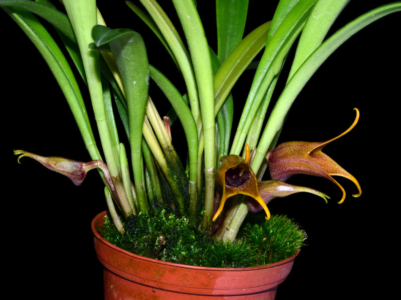 Masdevallia civilis