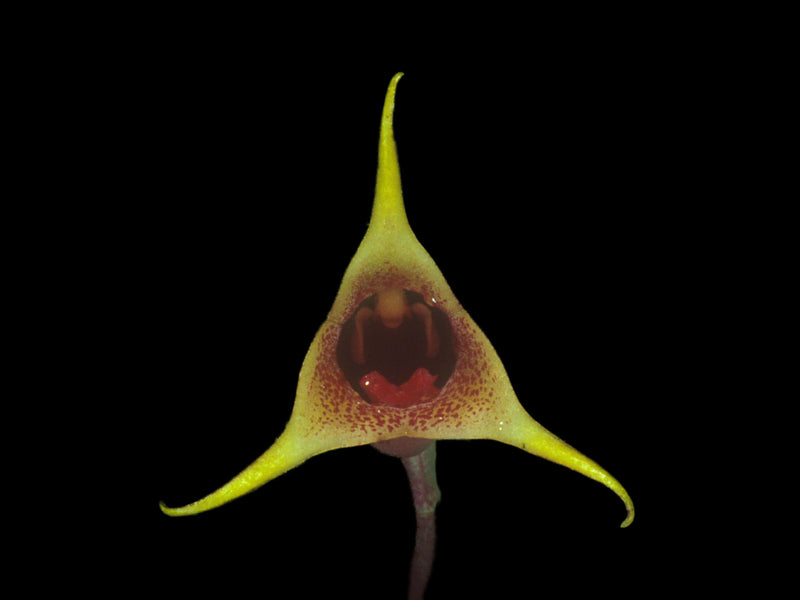 Masdevallia civilis