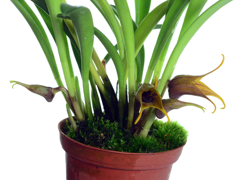 Masdevallia civilis