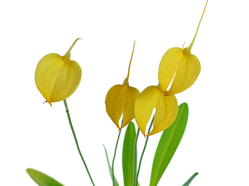 Masdevallia coccinea 'Crestwood' Am/ Rhs