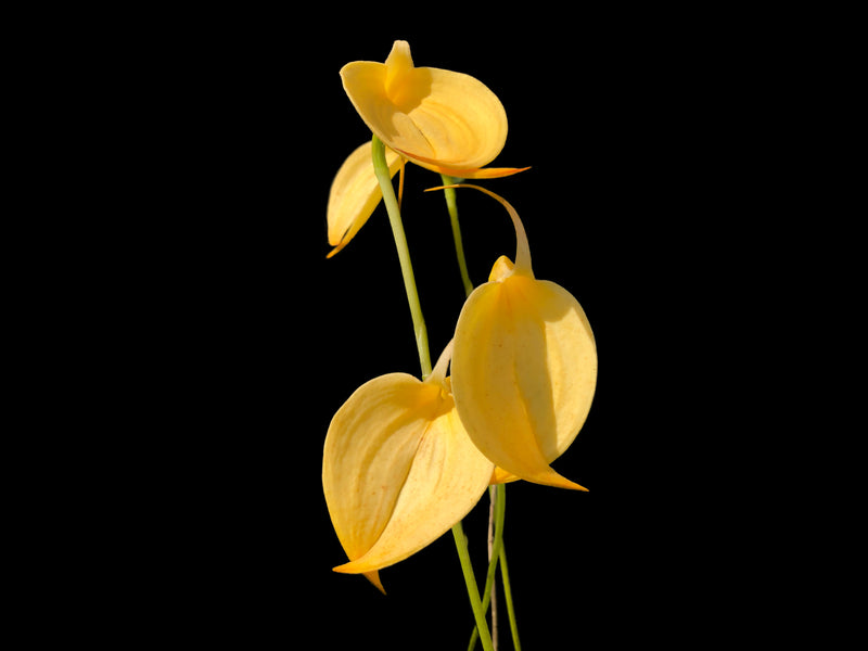 Masdevallia coccinea 'Crestwood' Am/ Rhs