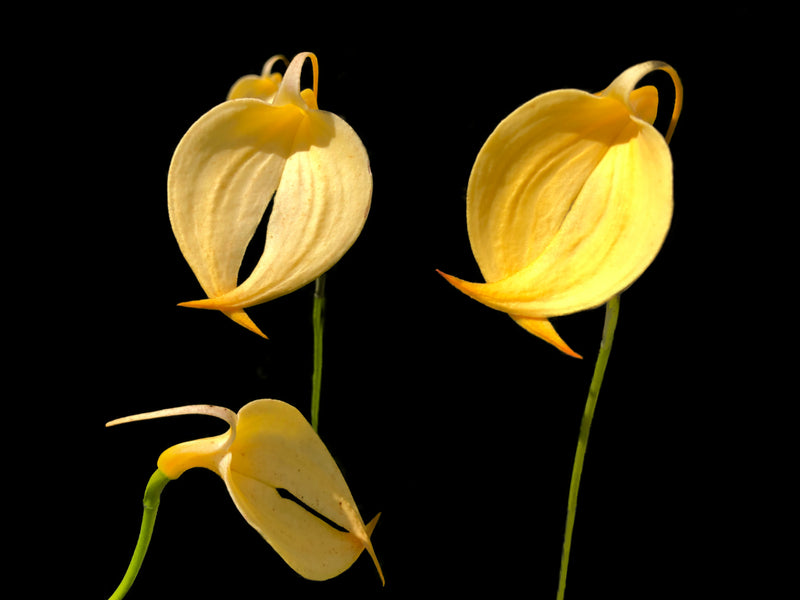 Masdevallia coccinea 'Crestwood' Am/ Rhs