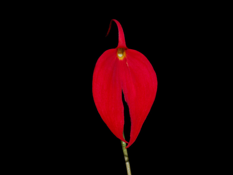 Masdevallia coccinea 'Gerardo'