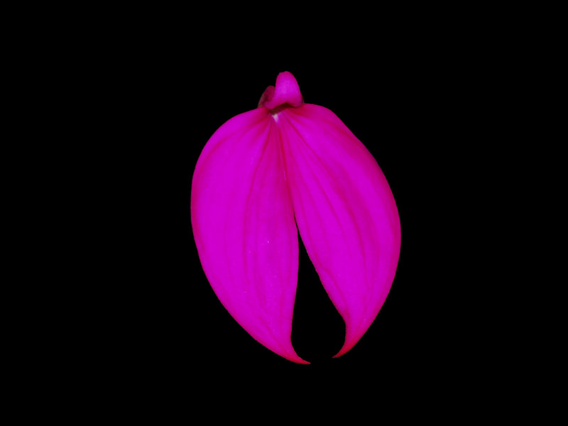 Masdevallia coccinea 'Gualaceo'