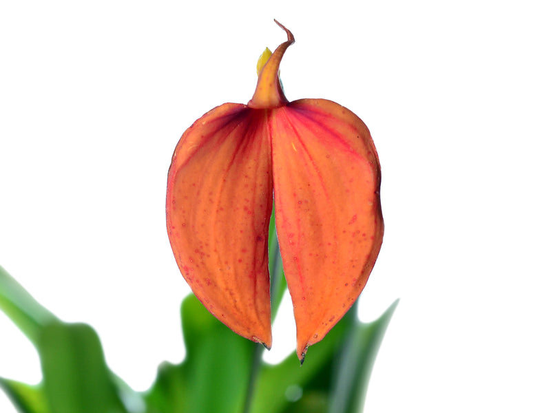 Masdevallia coccinea 'Red Orange'