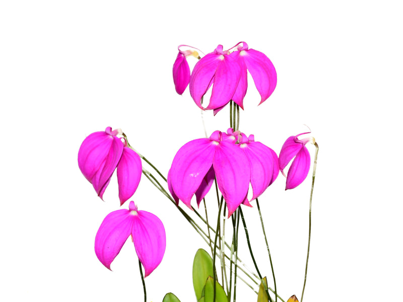 Masdevallia coccinea 'Roy Barrow'