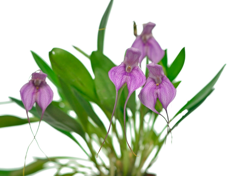 Masdevallia coccinea alba x Masd. harlequina # 3