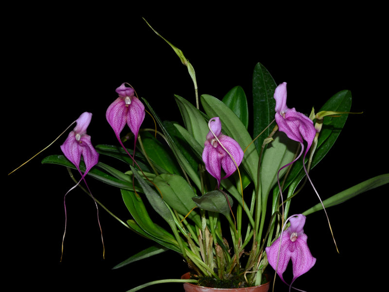 Masdevallia coccinea alba x Masd. harlequina # 3