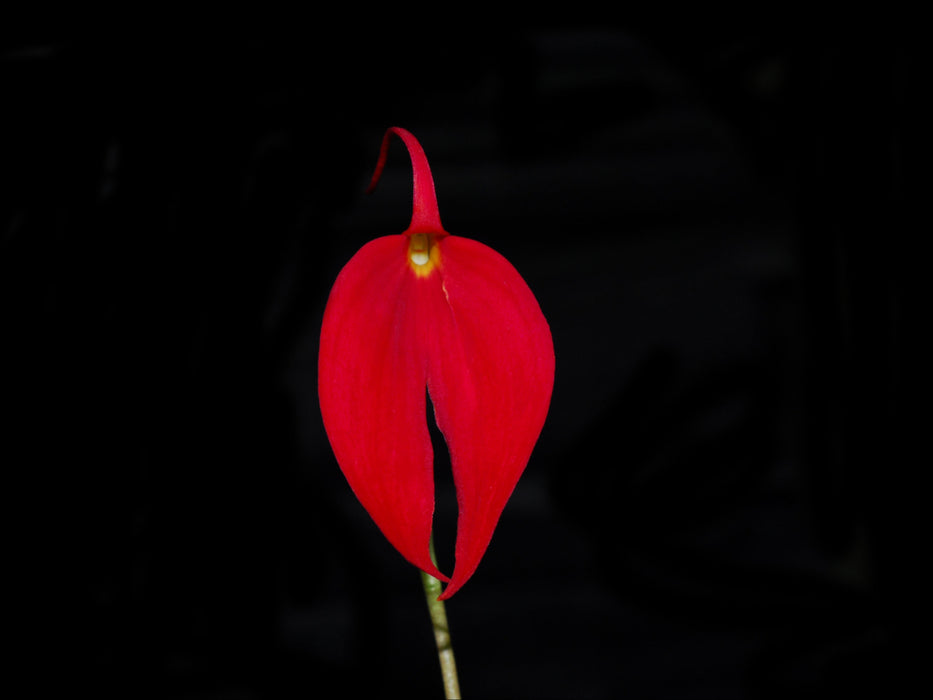 Masdevallia coccinea dark 2