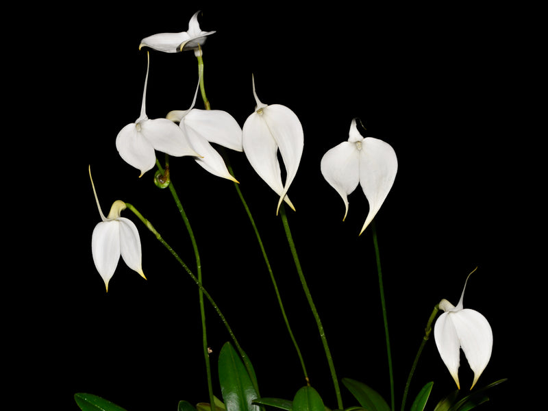 Masdevallia coccinea f. alba