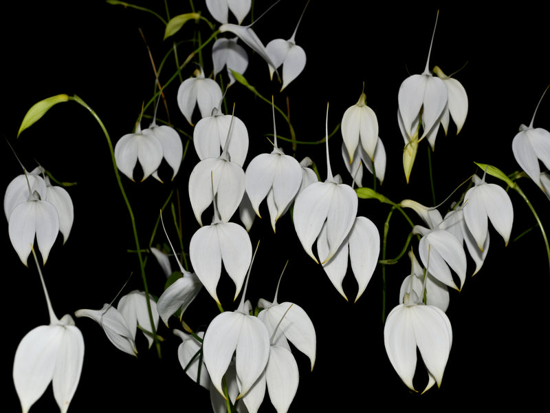 Masdevallia coccinea f. alba