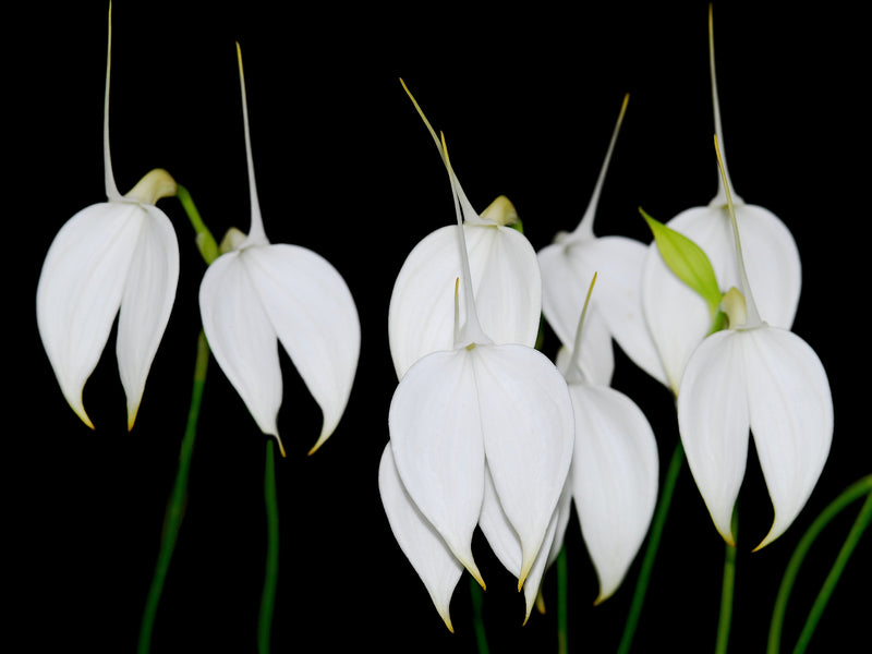 Masdevallia coccinea f. alba