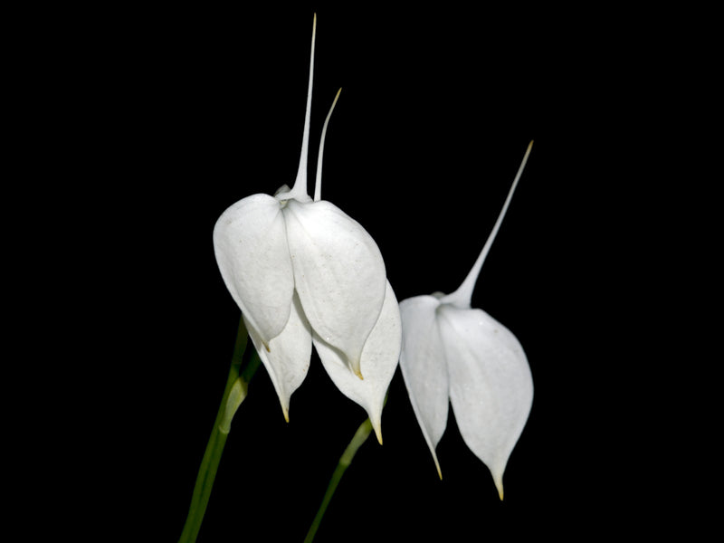 Masdevallia coccinea f. alba