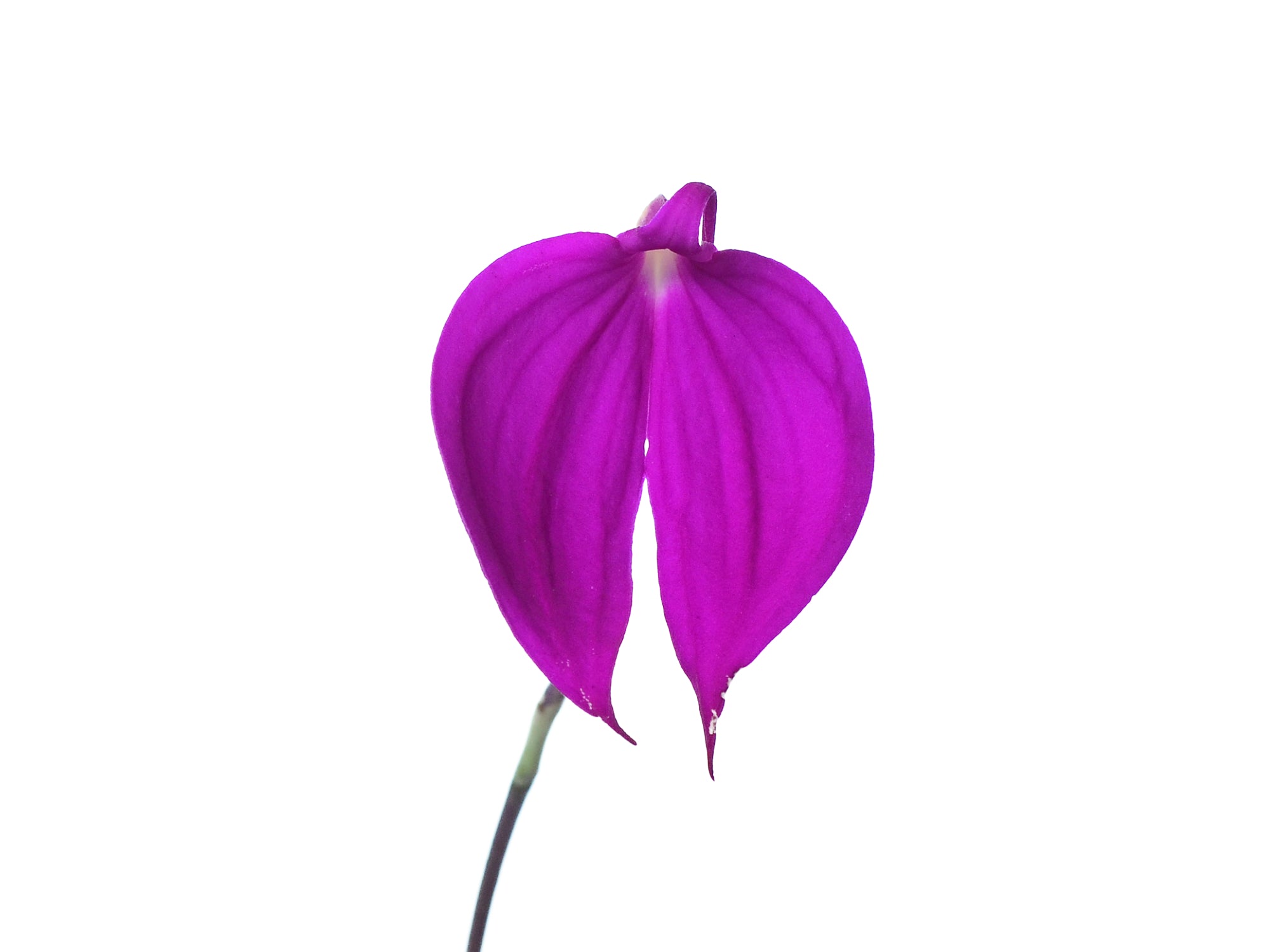 Masdevallia coccinea f. pink 'Ecuagenera'
