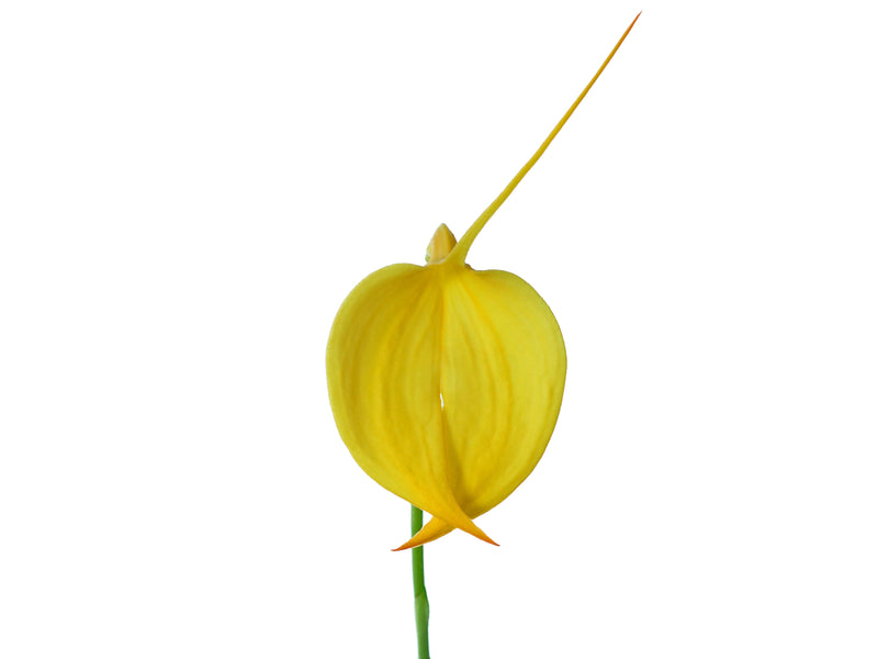 Masdevallia coccinea f. xanthina