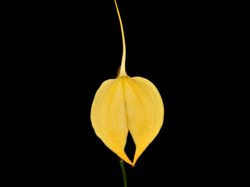 Masdevallia coccinea f. xanthina