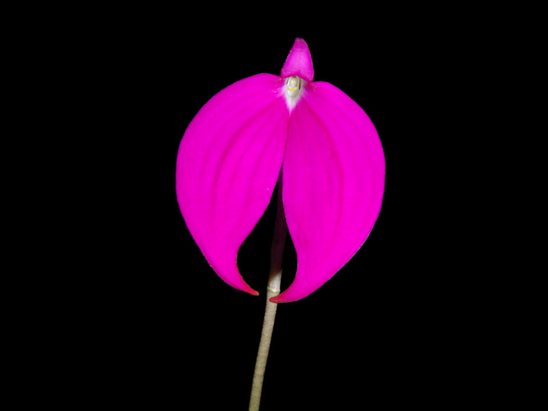Masdevallia coccinea