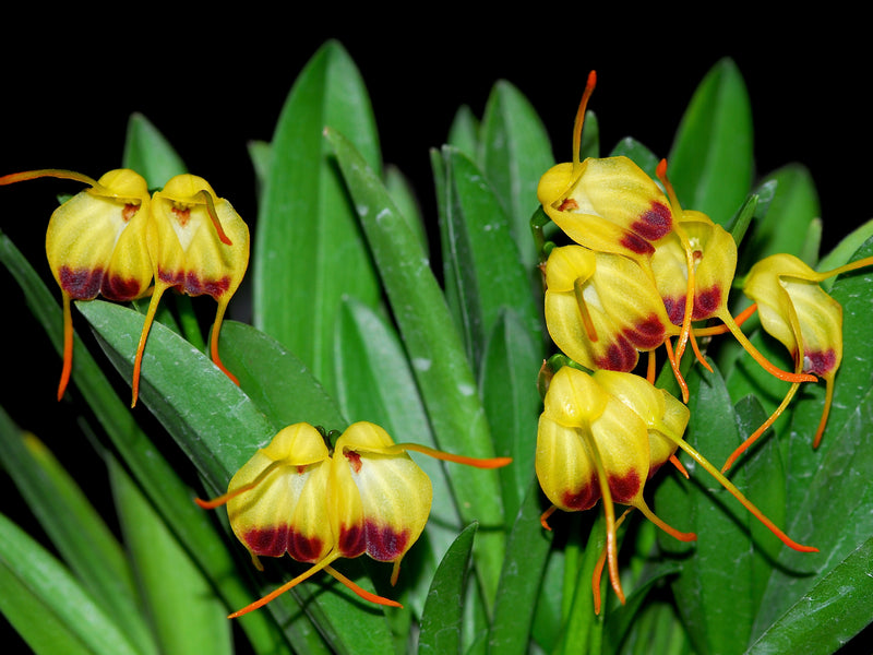 Masdevallia concinna