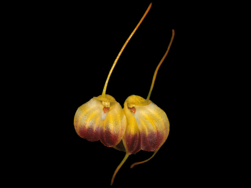 Masdevallia concinna