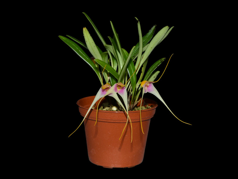 Masdevallia condorensis