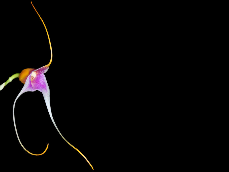 Masdevallia condorensis
