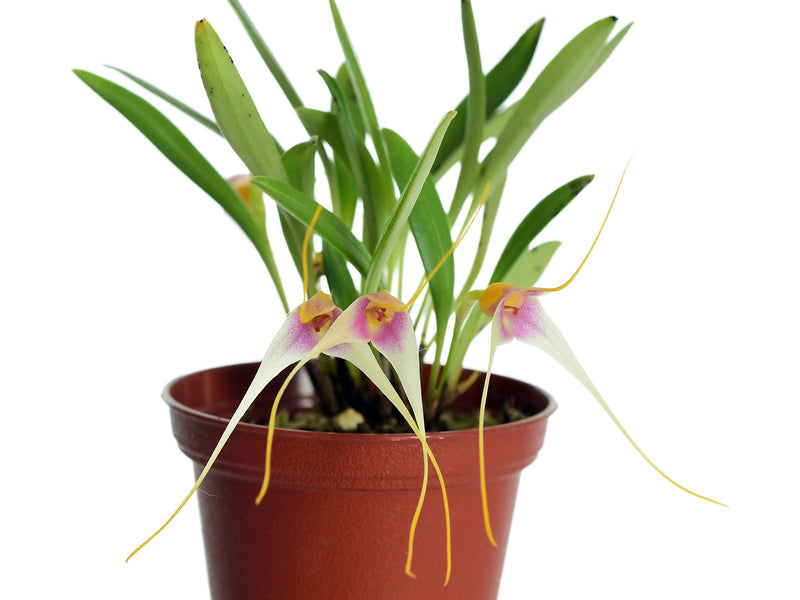 Masdevallia condorensis