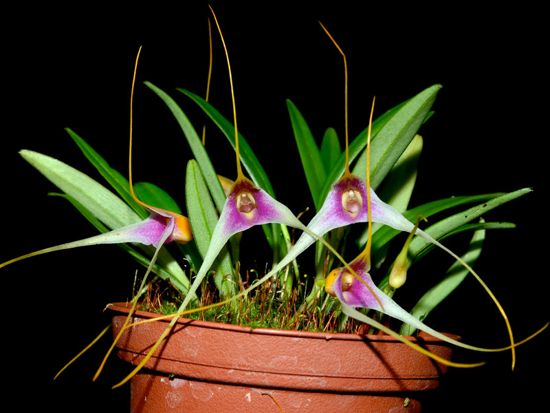 Masdevallia condorensis