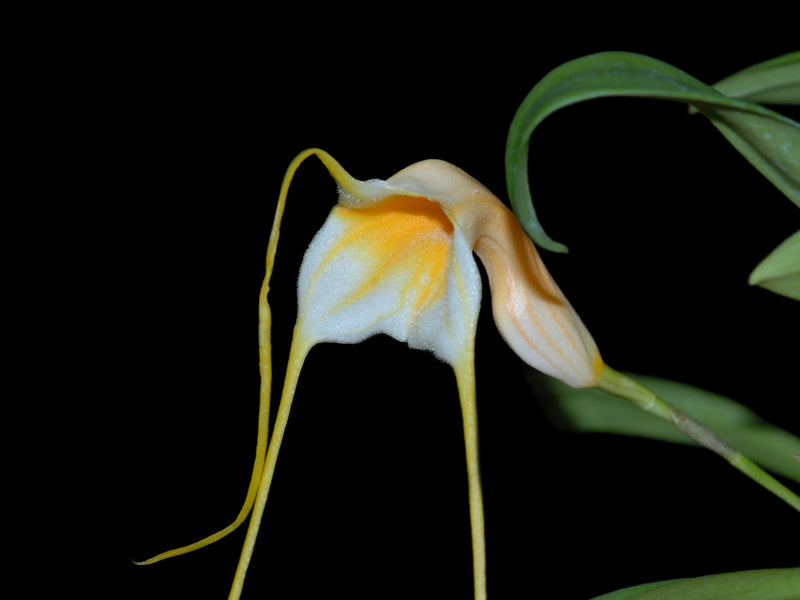 Masdevallia constricta