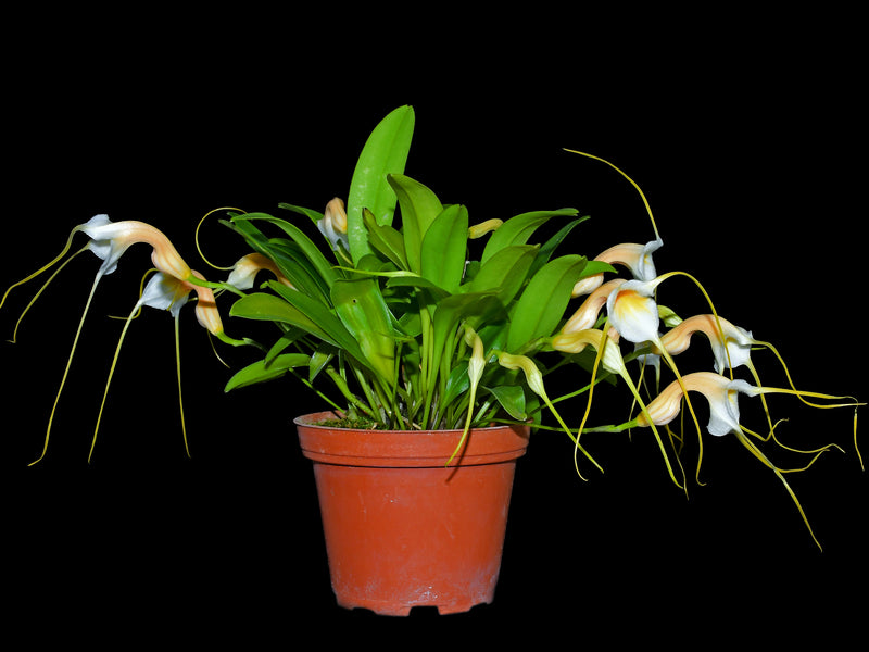 Masdevallia constricta