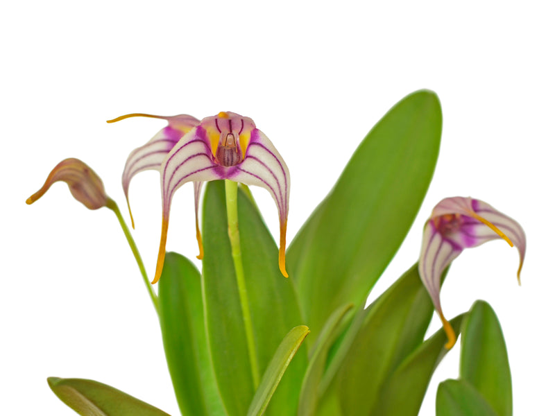 Masdevallia corderoana