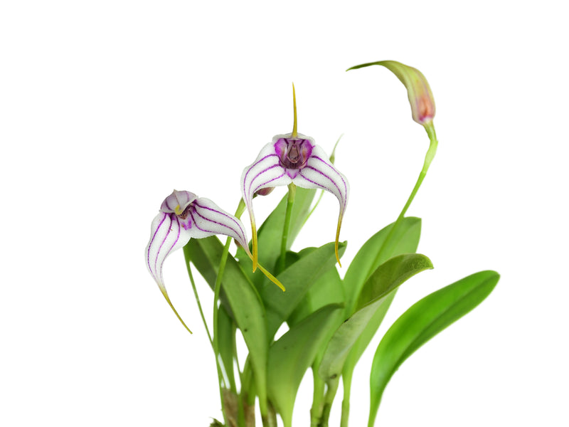 Masdevallia corderoana