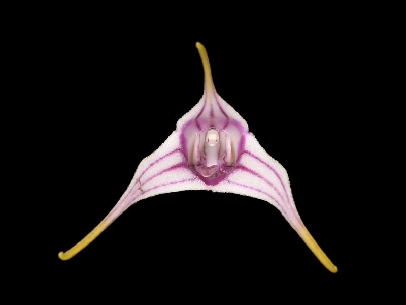 Masdevallia corderoana