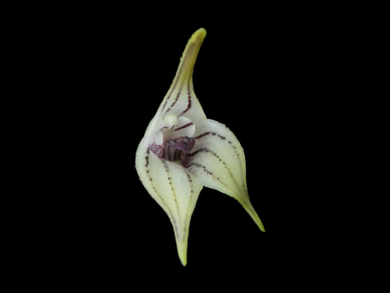 Masdevallia coriacea