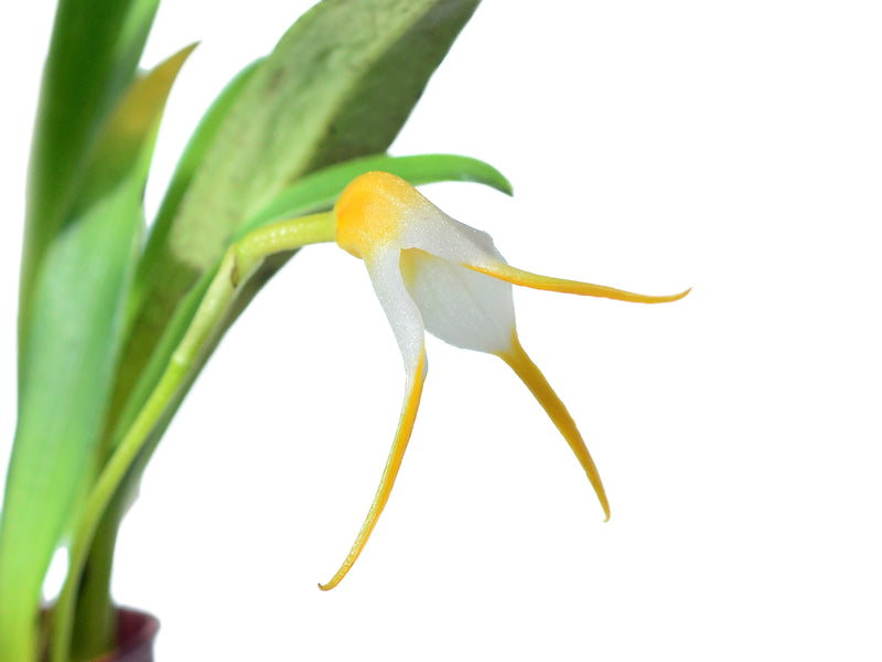 Masdevallia crassicaudis
