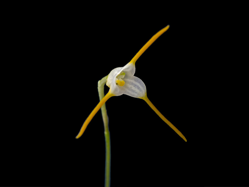 Masdevallia crassicaudis