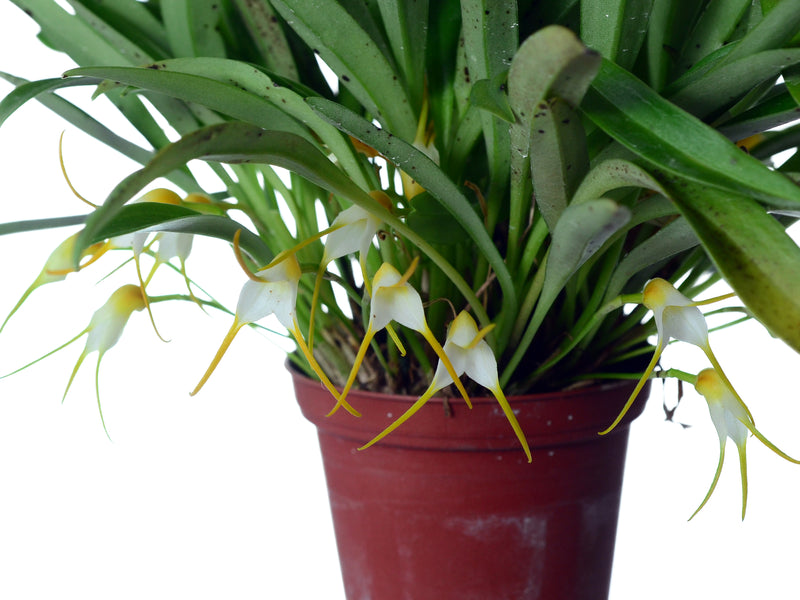 Masdevallia crassicaudis