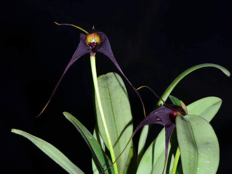 Masdevallia cucullata