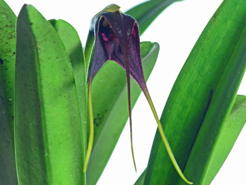 Masdevallia cucullata