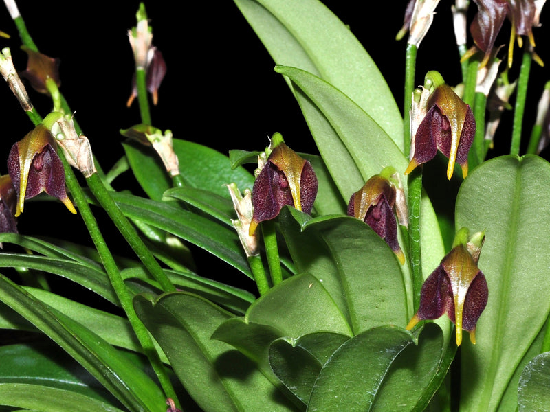 Masdevallia cuprea