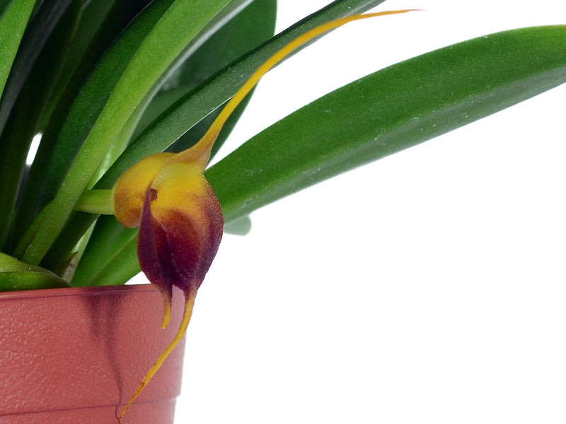 Masdevallia curtipes