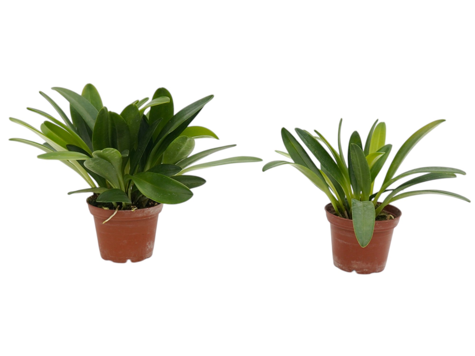 Masdevallia curtipes (Big)