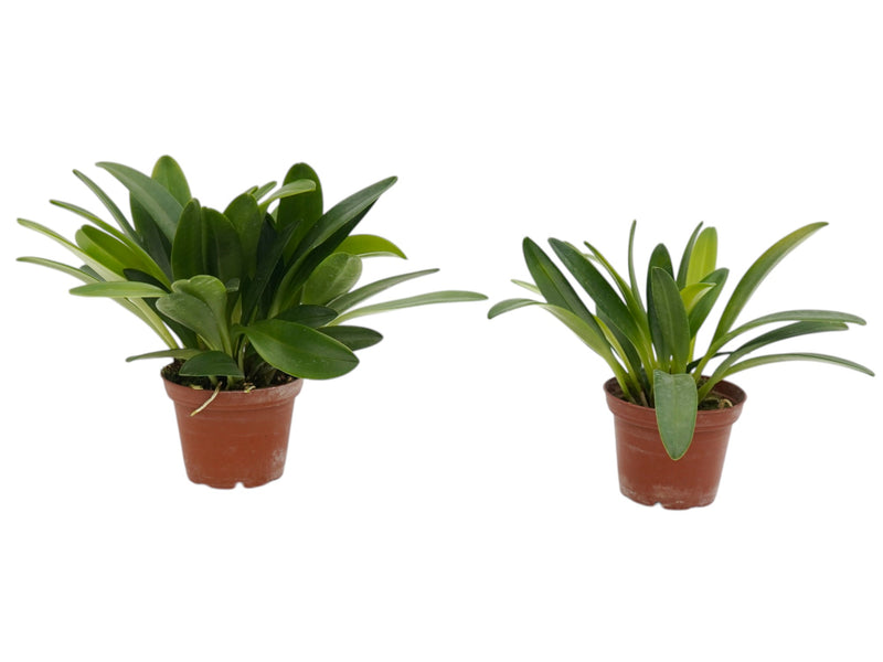 Masdevallia curtipes (Big)